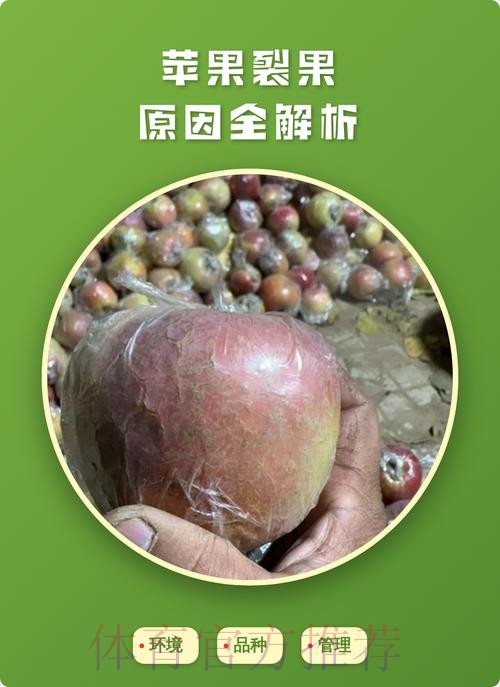 世界杯盘口苹果全解析